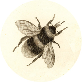 Bee Button