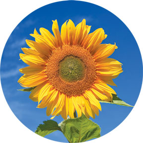 Sunflower Button
