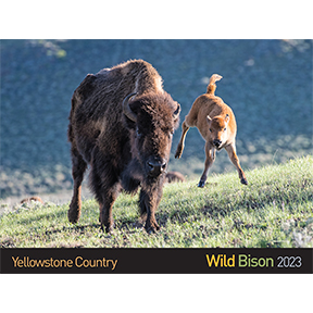 Wild Bison 2012 Calendar