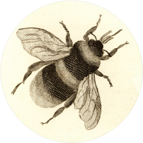 Bee Button