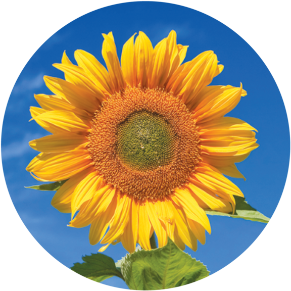 Sunflower Button