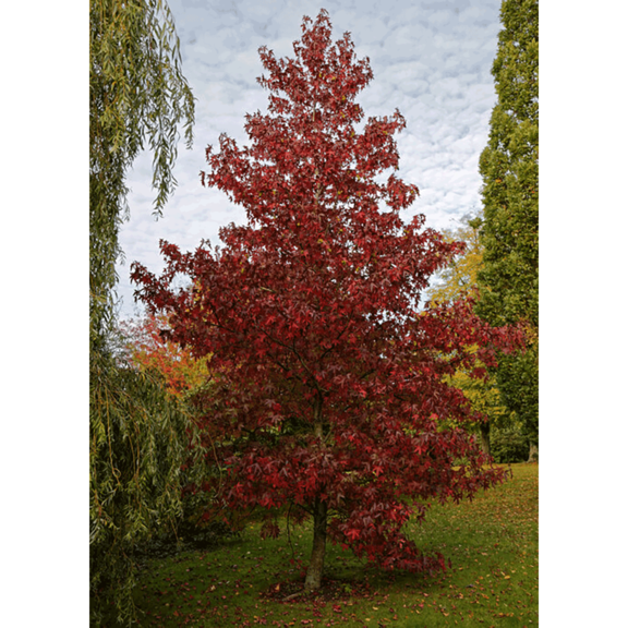 Red Maple Grow A Tree Seed Kit