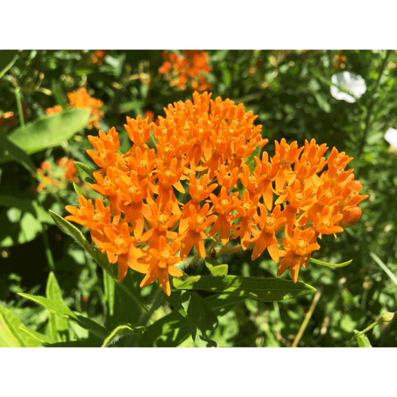 Butterflyweed Seed Balls 20 Pack