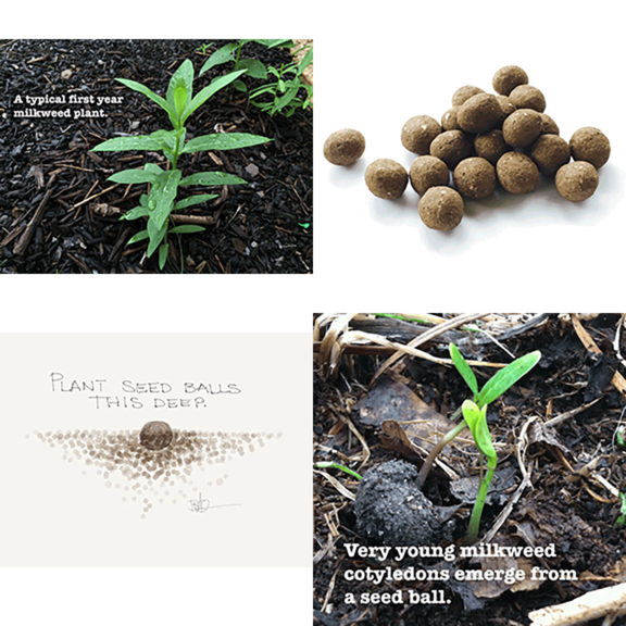 Butterflyweed Seed Balls 20 Pack