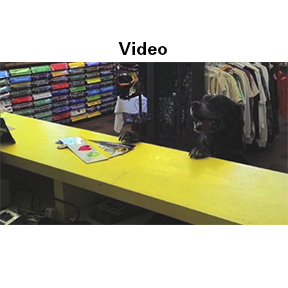 Goebei The Black Lab Shops Northern Sun - Video