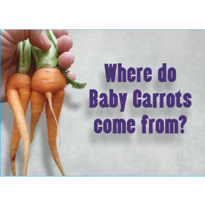Where Baby Carrots Come From Magnet